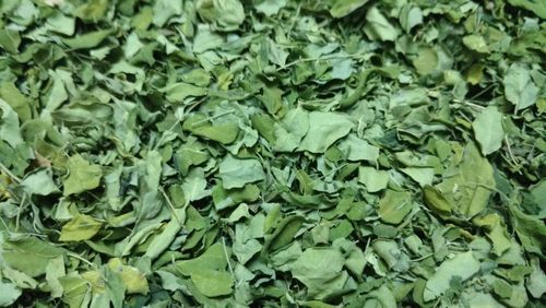 moringa dry leaves